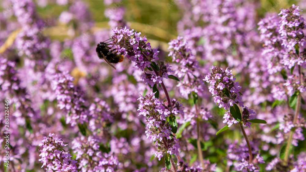 Blossom of Thymus in alpine garden. Bee on a purple flower. Ground cover plants on the Alpine hill. Blooming breckland thyme (Thymus serpyllum). Medicinal plants in the garden Blossom of Thymus in alpine garden. Bee on a purple flower. Ground cover plants on the Alpine hill. Blooming breckland thyme (Thymus serpyllum). Medicinal plants in the garden