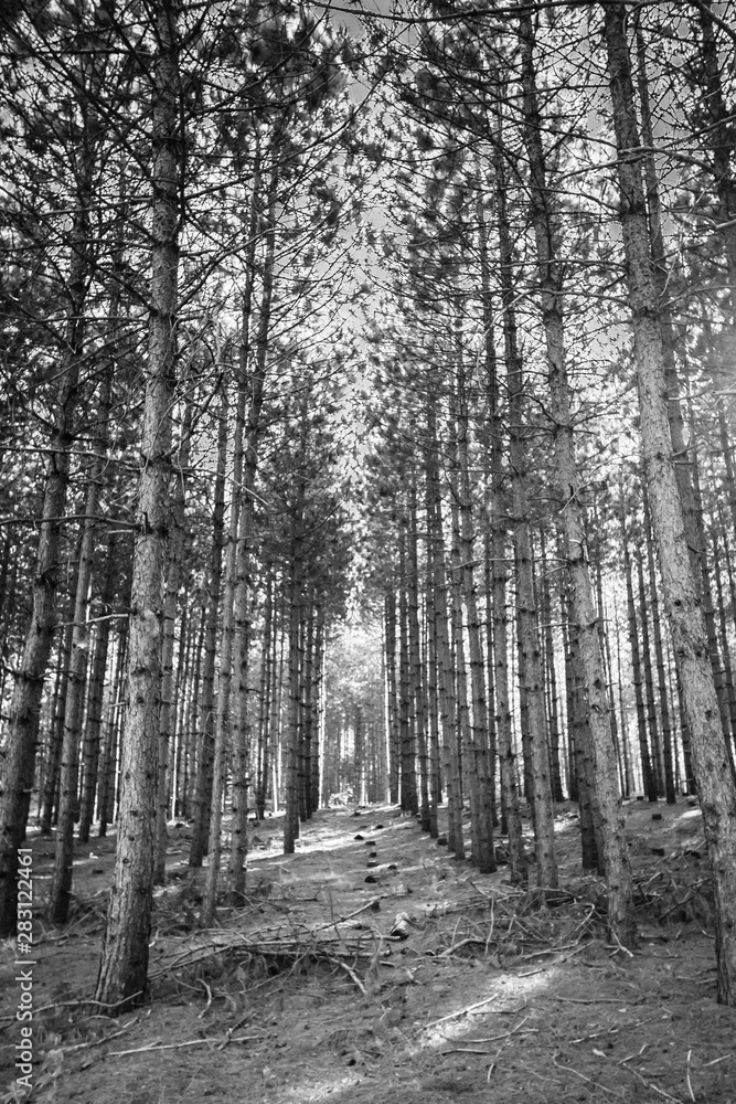 Fototapeta premium Trees