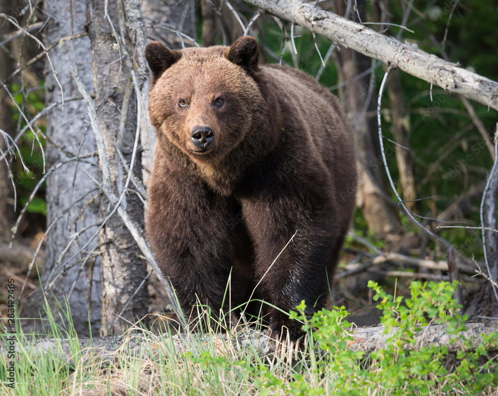 Girzzly bears during mating season