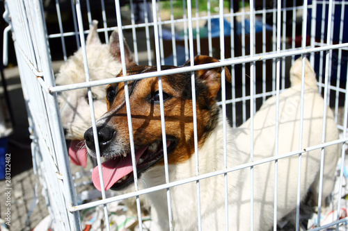 Two dogs in cage