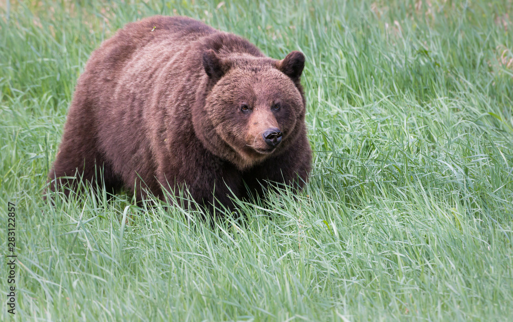 Girzzly bears during mating season Girzzly bears during mating season