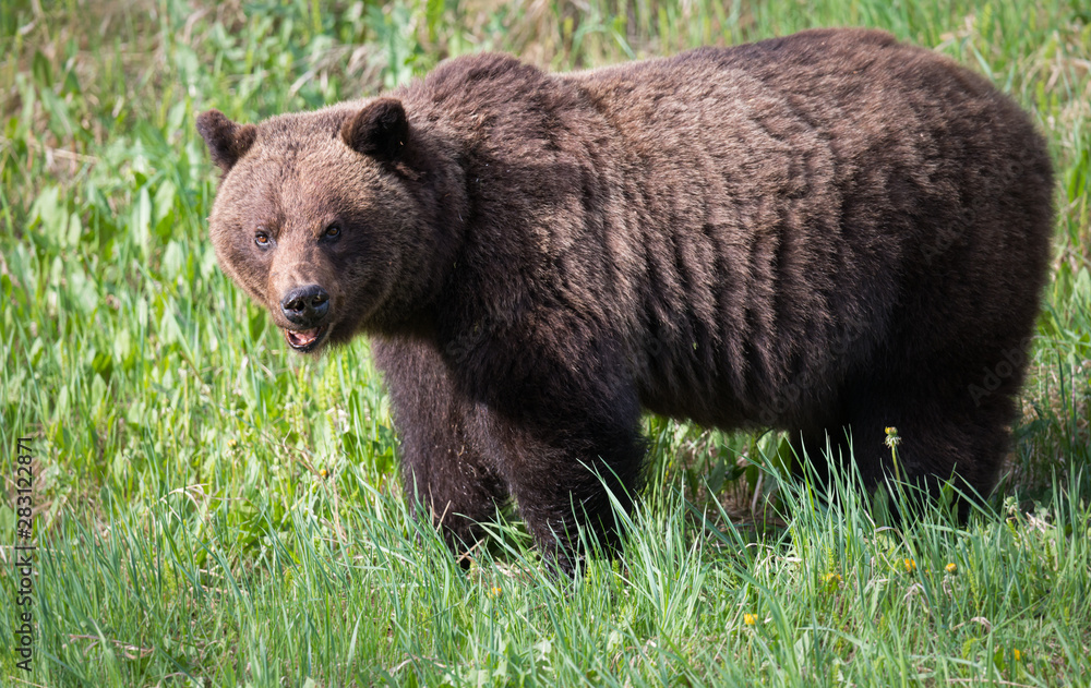Girzzly bears during mating season Girzzly bears during mating season