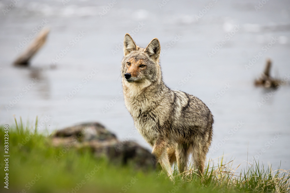 Fototapeta premium Wile E. Coyote