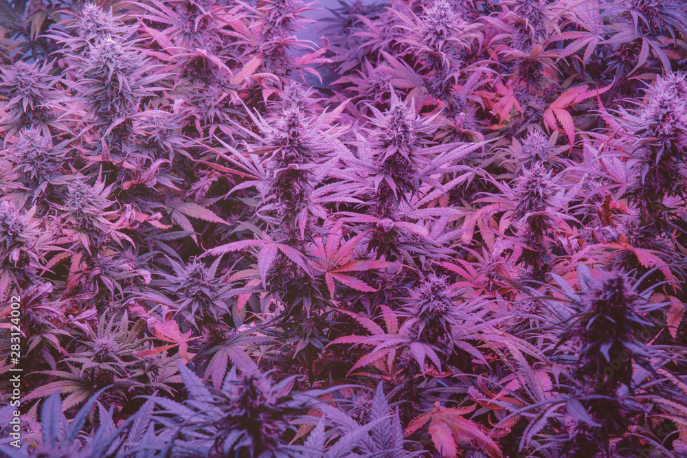 Latest in Cannabis Research. New Marijuana Strains for medical and recreational use. Latest in Cannabis Research. New Marijuana Strains for medical and recreational use.