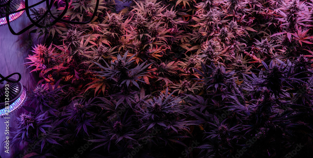 New marijuana strains for medical use in 2020. Cannabis culture in the world New marijuana strains for medical use in 2020. Cannabis culture in the world