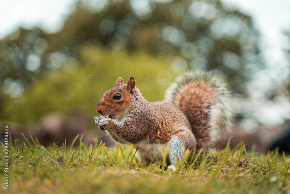 Fototapeta premium Cute little squirrel in the park