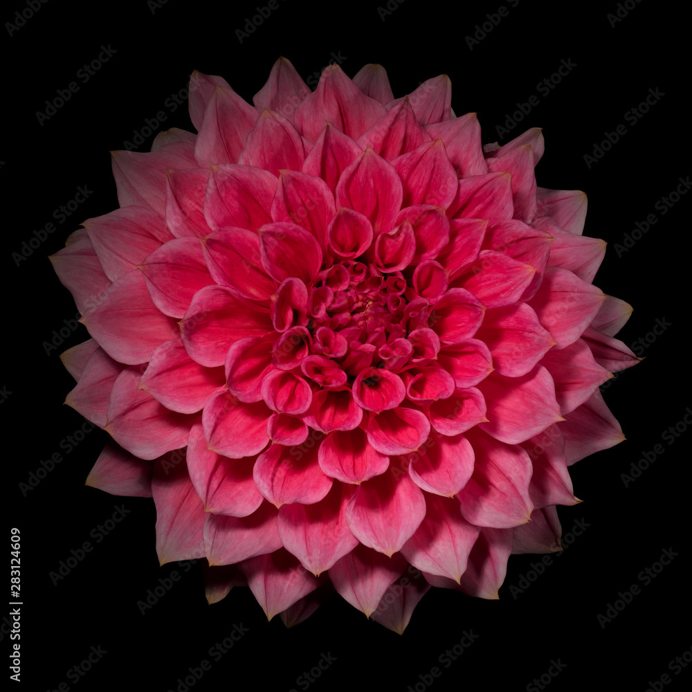 Pink dahlia flower on a black background Pink dahlia flower on a black background