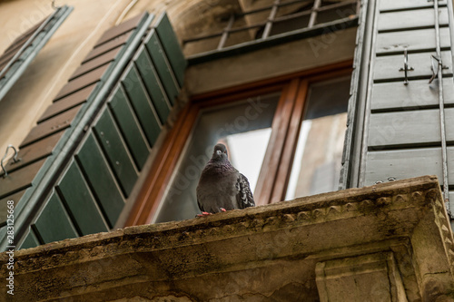 A dove sitting outside a window