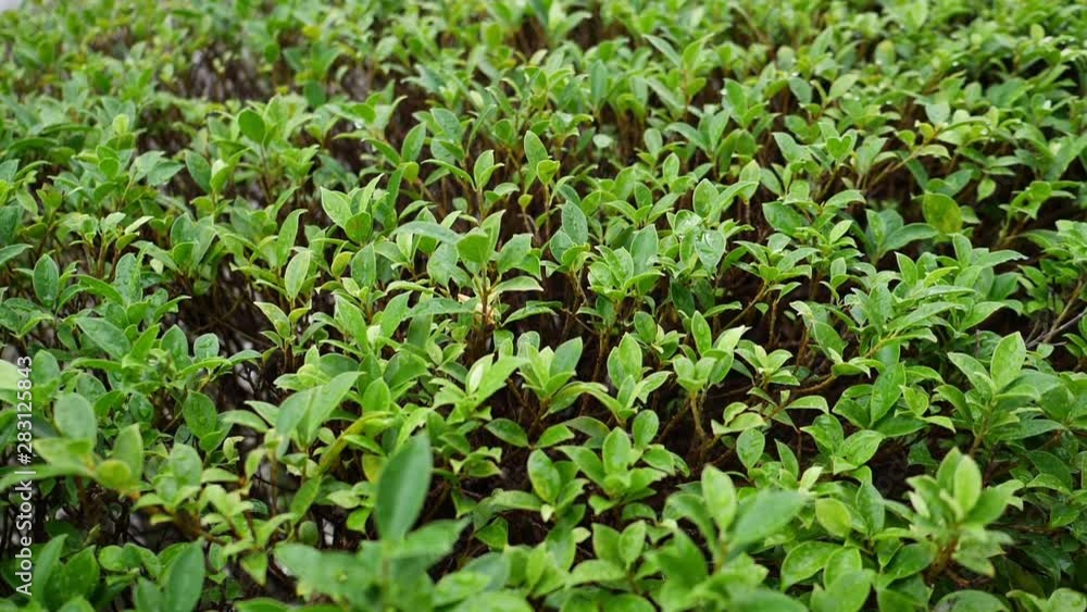 freshness green nature, water dew drop on sprout plant freshness green nature, water dew drop on sprout plant