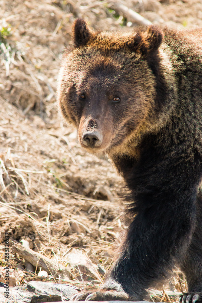 Grizzly Bear