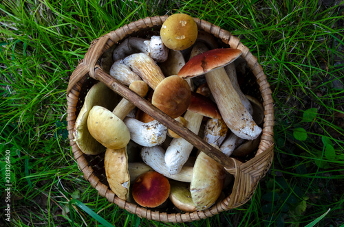 Mushrooms boletus in the basket on the green grass on top