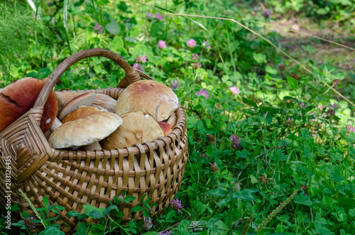 Beautiful wooden woven basket full of mushrooms Boletus edulis.