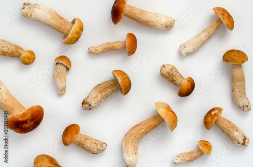 pattern of a brown cap boletus on the white background. Natural vegetarian food from the forest. photo
