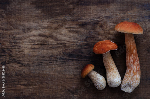 three white mushrooms boletus. on dark wooden background