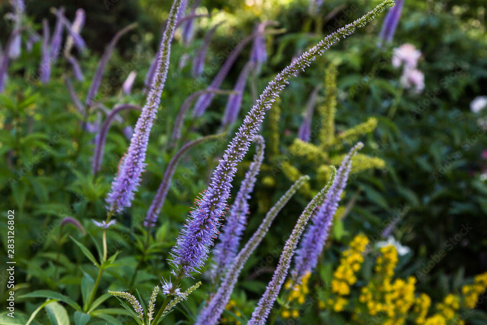 Blue flower of Veronica longifolia in garden. Medicinal plants in the garden Blue flower of Veronica longifolia in garden. Medicinal plants in the garden