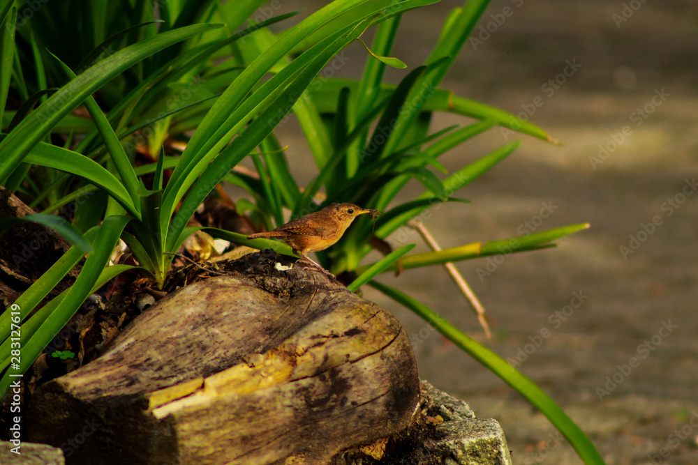 Little brown bird with an insect in its beak. It is a troglodytes aedon, or Little brown bird with an insect in its beak. It is a troglodytes aedon, or