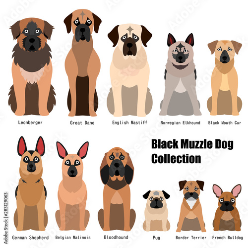 collection of black muzzle dog