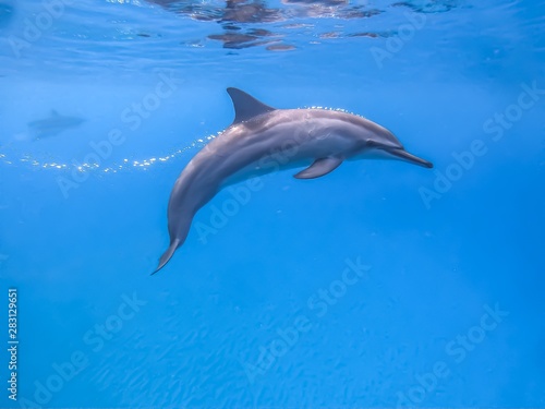 dolphin in the water © Yuki Nakano
