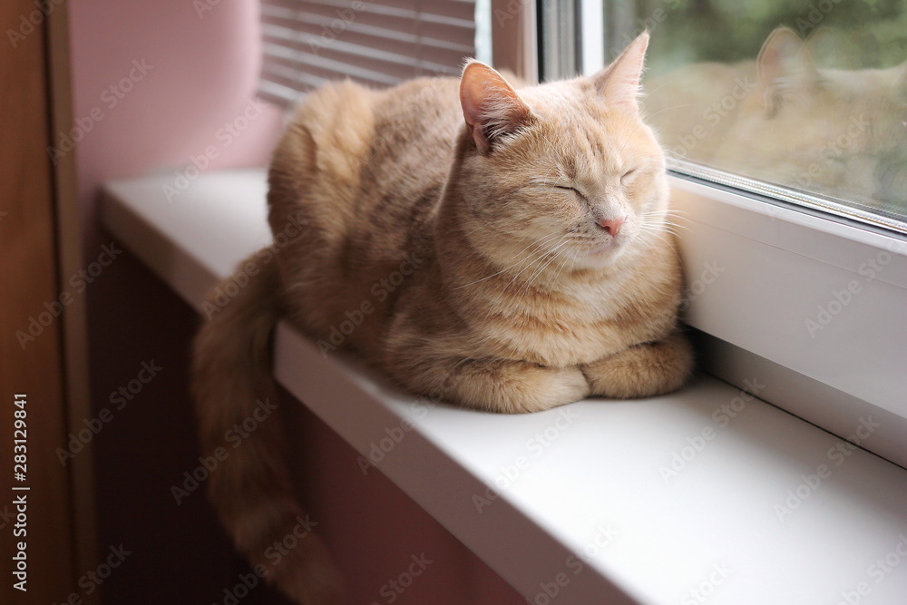 Red cat is sleeping on the windowsill