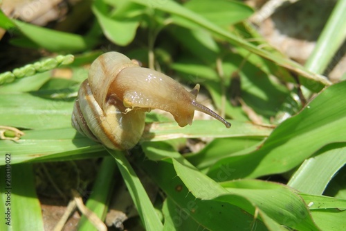 Tropical snail on grass background in Florida nature, closeup