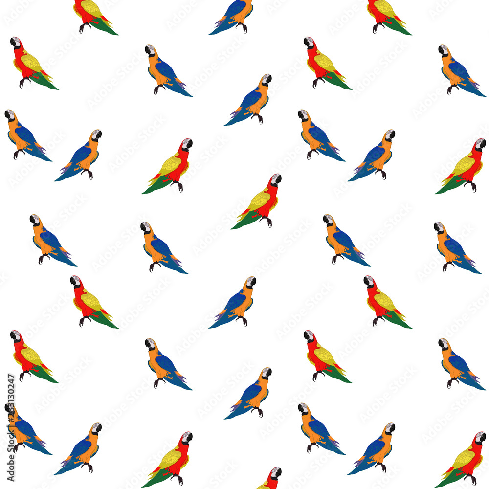 Obraz Bird red-and-yellow macaw seamless pattern vector illustration isolate white background.