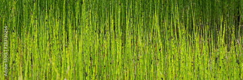 Fototapeta Naklejka Na Ścianę i Meble -  Marsh reeds and grasses as a yellow and green nature background
