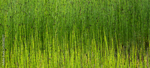 Marsh reeds and grasses as a yellow and green nature background