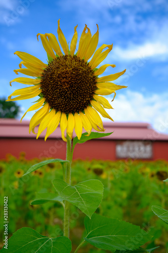 Sunflower Closeup in the Field With Blue Sky and Fluffy Clouds In Background