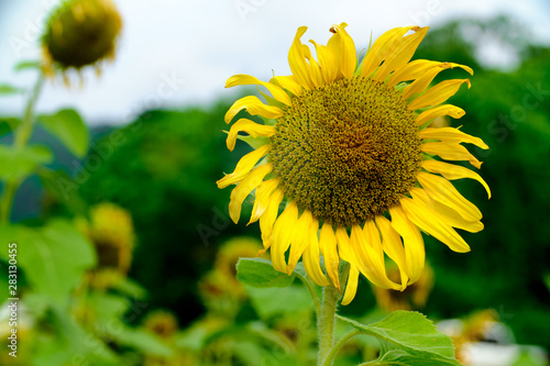 Sunflower Closeup in the Field With Blue Sky and Fluffy Clouds In Background
