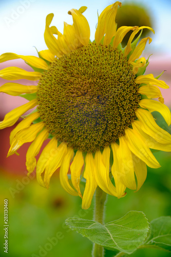 Sunflower Closeup in the Field With Blue Sky and Fluffy Clouds In Background