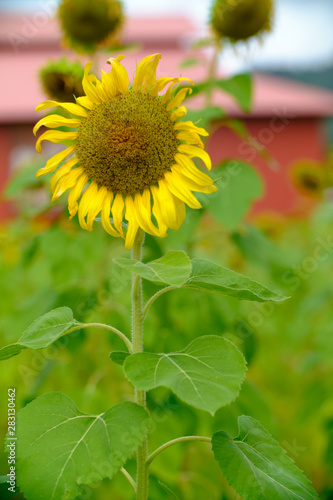 Sunflower Closeup in the Field With Blue Sky and Fluffy Clouds In Background