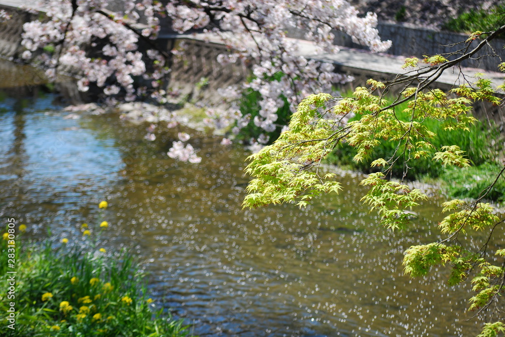 サクラ