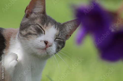 Принти на полотні felino