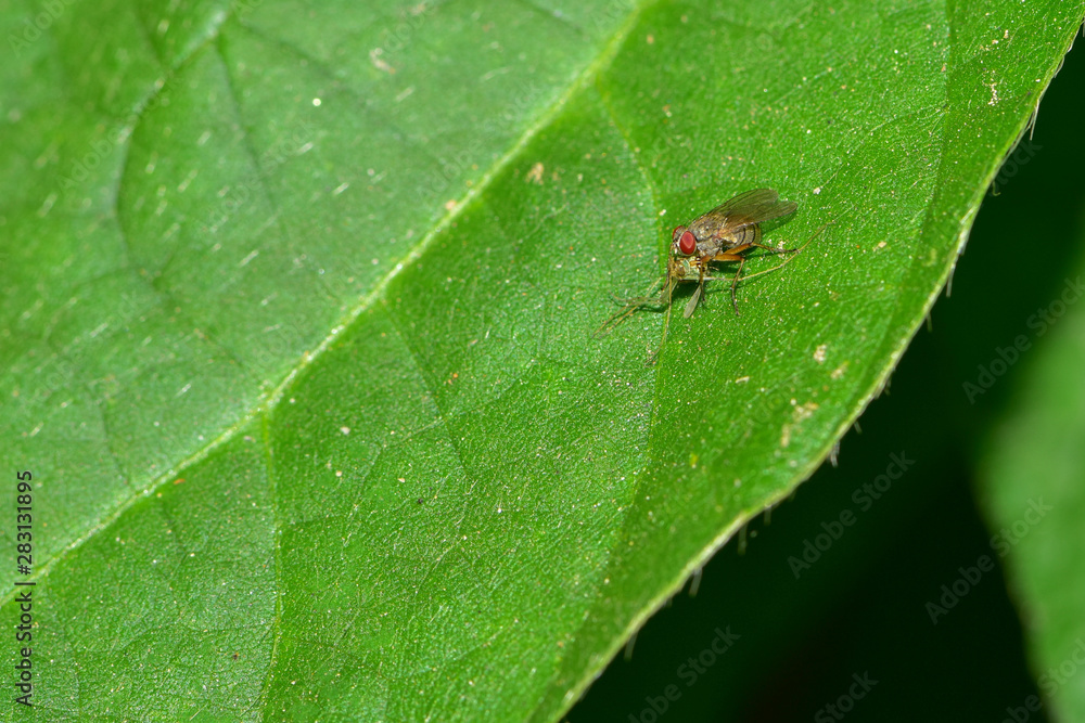 The fly is inhabited on a field plant The fly is inhabited on a field plant
