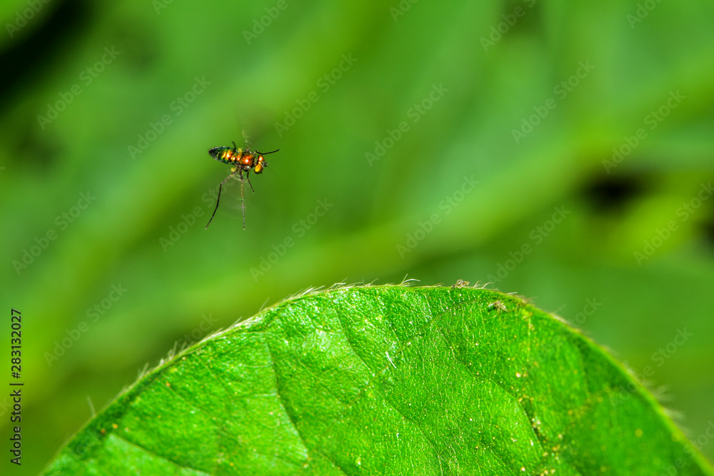 The insectivorous gadfly perches on the field plants The insectivorous gadfly perches on the field plants