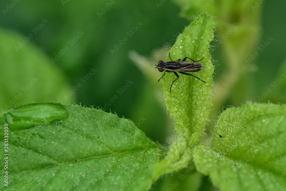 The insectivorous gadfly perches on the field plants The insectivorous gadfly perches on the field plants