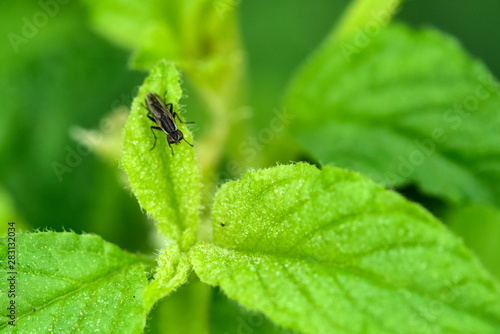 Принти на полотні The insectivorous gadfly perches on the field plants