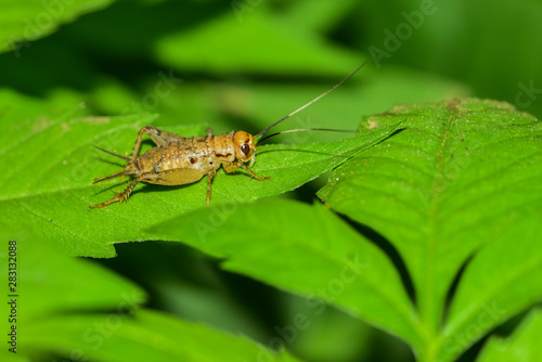 Crickets perch in the fields