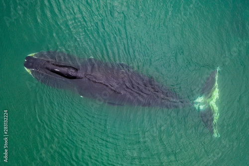 Bowhead whale, Balaena mysticetus, aerial view, Sea of Okhotsk, eastern Russia. photo