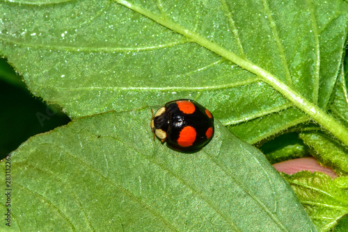 The ladybug perches on the wild plants