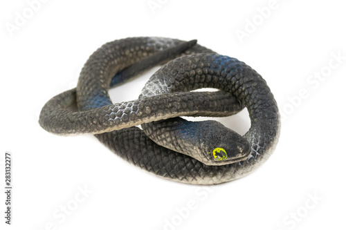 Black Plastic snake For children isolated over white background