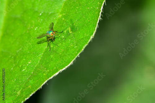 The fly is inhabited on a field plant