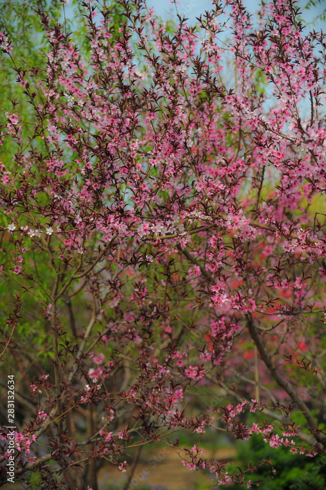 The flowers and leaves of spring are in the park The flowers and leaves of spring are in the park