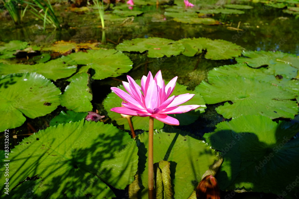 beautiful lotus flower or water lily in pond beautiful lotus flower or water lily in pond