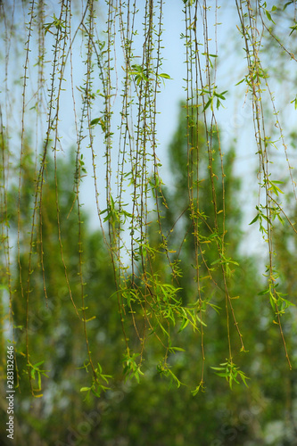 The flowers and leaves of spring are in the park