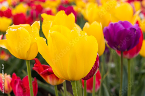 Field of different colored tulips