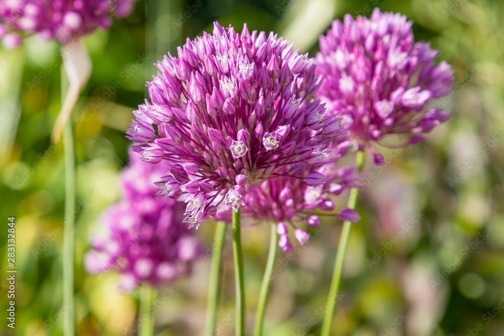 Allium rotundum in garden. Growing bulbous plants in the garden. Honey plants in the garden. Bees on flowers. Allium rotundum in garden. Growing bulbous plants in the garden. Honey plants in the garden. Bees on flowers.