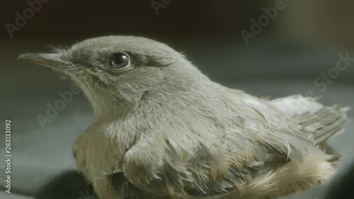 Side Profile of KYoung Bird photo