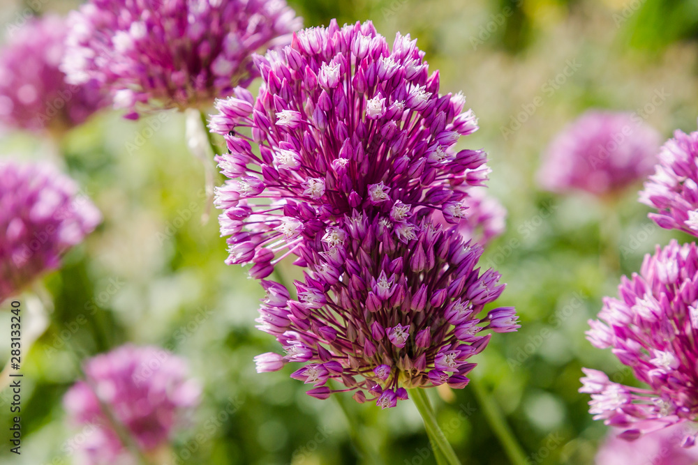 Allium rotundum in garden. Growing bulbous plants in the garden. Honey plants in the garden. Bees on flowers. Allium rotundum in garden. Growing bulbous plants in the garden. Honey plants in the garden. Bees on flowers.