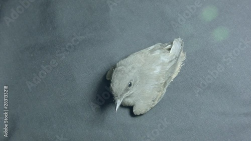 Bird on the Ground